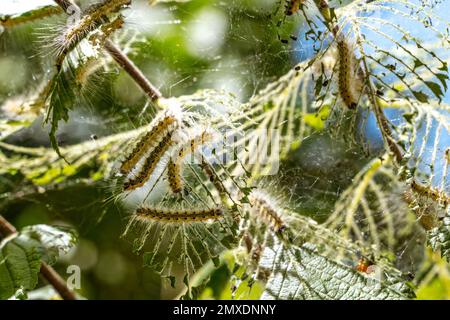 Raupen machten Kokons auf Bäumen. Raupen aßen alle Blätter im Baum und gezwirnte Netzzweige im Kokon. Raupe des Schmetterlings im Kokon Stockfoto