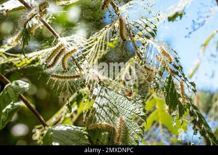 Raupen machten Kokons auf Bäumen. Raupen aßen alle Blätter im Baum und gezwirnte Netzzweige im Kokon. Raupe des Schmetterlings im Kokon Stockfoto