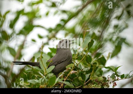 Ein grauer Katzenvogel auf einem Ast in den Sommerbüschen Floridas Stockfoto