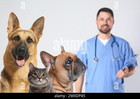 Süße Hunde mit Katze und reifem Tierarzt auf hellem Hintergrund Stockfoto