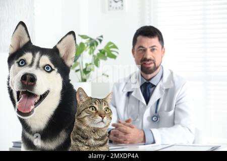 Süßer Husky-Hund mit Katze und reifem Tierarzt im Büro Stockfoto