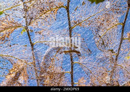 Raupen machten Kokons auf Bäumen. Raupen aßen alle Blätter im Baum und gezwirnte Netzzweige im Kokon. Raupe des Schmetterlings im Kokon Stockfoto