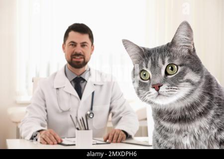 Süße Tabby-Katze und Tierarzt im Büro Stockfoto