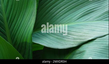 Nahaufnahme Makro-exotische frische grüne Laubtextur tropische Pflanze aus Spathiphyllum cannifolium auf weichem, hellen, verschwommenem Hintergrund. Botanische Blatttapete Stockfoto