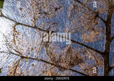 Raupen machten Kokons auf Bäumen. Raupen aßen alle Blätter im Baum und gezwirnte Netzzweige im Kokon. Raupe des Schmetterlings im Kokon Stockfoto