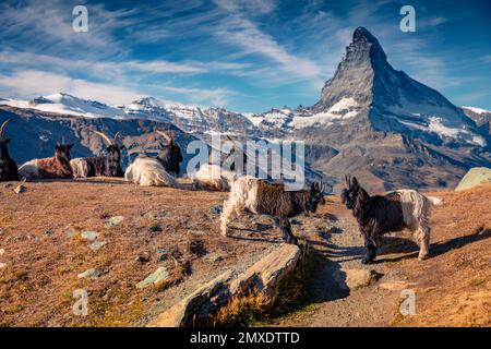 Schwarze und weiße Ziegen mit Matterhorn-Peak im Hintergrund. Wundervolle Herbstszene der Schweizer Alpen, Ort Zermatt, Schweiz, Europa. Schönheit Stockfoto