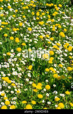 Hintergrund von Dandelionen und Gänseblümchen im Gras, Wildblumen blühen im Frühjahr Stockfoto