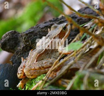 Moorfrosch, Rana arvalis, sonnenbaden, auf dem Boden sitzen. Stockfoto