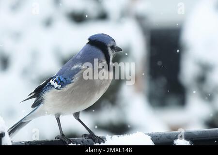 Kleiner blauer jay (Cyanocitta cristata) im verschneiten Hintergrund Stockfoto