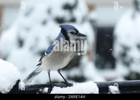 Ein Profilfoto von Blue jay draußen Stockfoto