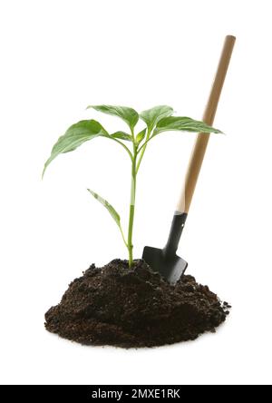Bodenhaufen mit grünem Pfefferkeim und Gartenkelle isoliert auf weiß Stockfoto
