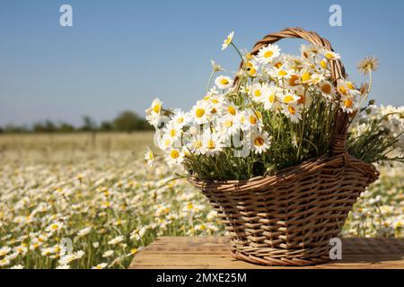 Korb mit wunderschönen Kamillen auf Holztisch im Feld Stockfoto