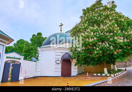 Blühender Rosskastanienbaum im Klostergebäude des Klosters Kiew Pechersk Lavra Cave, Ukraine Stockfoto