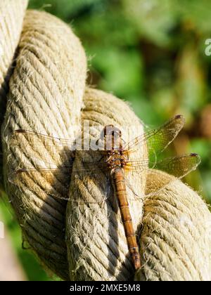 Dartpfeil - Sympetrum striolatum - Libelle, die auf einem dicken Handlauf neben einer Brücke über einen See ruht. Stockfoto