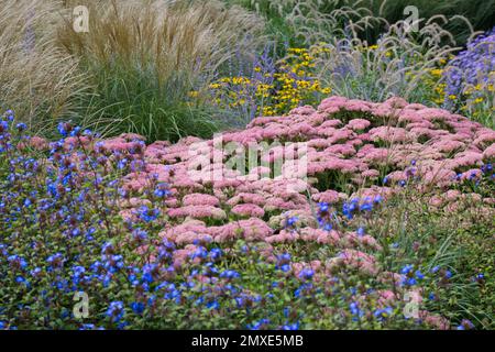 Eine gemischte Herbstgrenze mit Sedum spectabile, Ceratostigma plumbaginoides, Rudbeckia und Ziergräsern, die im September in einem britischen Garten wachsen Stockfoto