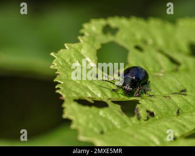 Erlkäfer - agelastica alni Stockfoto