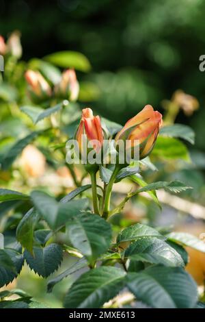 Ein Paar gelbe und orangefarbene Rosenknospen öffnen sich. Stockfoto