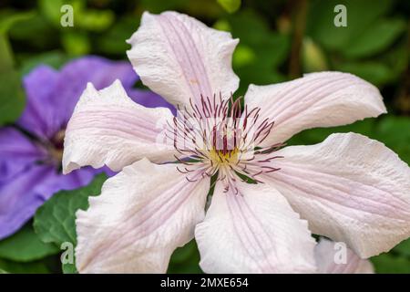 Pinkfarbene und weiße Clematis-Blüten Stockfoto