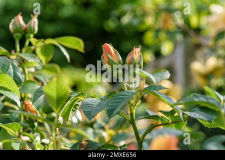 Ein Paar gelbe und orangefarbene Rosenknospen öffnen sich. Stockfoto