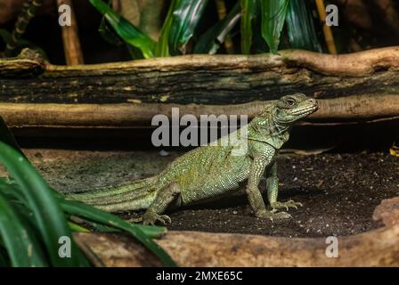 Weber's Sailfin Lizard - Hydrosaurus weberi, besondere große Eidechse aus tropischen Wäldern Indonesiens. Stockfoto