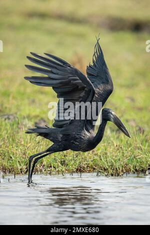 Der afrikanische Öffner startet vom flachen Fluss Stockfoto