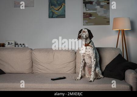 Dalmatinischer Hund, der neben der Fernbedienung auf der Couch sitzt, Stockbild Stockfoto