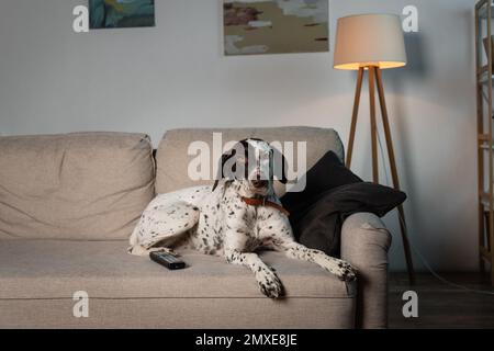 Dalmatinischer Hund, der zu Hause in der Nähe der Fernsteuerung auf dem Sofa liegt, Stockbild Stockfoto