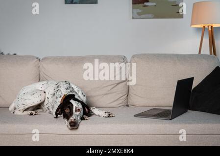 Dalmatinischer Hund, der zu Hause in der Nähe des Laptops auf der Couch liegt, Stockbild Stockfoto