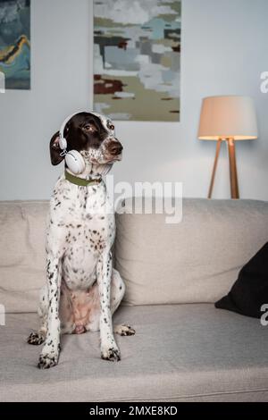 Dalmatinischer Hund in kabellosen Kopfhörern, der zu Hause auf dem Sofa sitzt, Stockbild Stockfoto