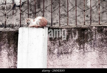 Ich studierte Tischlerei in Finnland und wurde gebeten, nach Äthiopien zu gehen. Alle Porträts und die Menschen sind das Personal der Fabrik. Nette Leute und die Sonne scheint viel. Holzbearbeitung in Afrika Stockfoto
