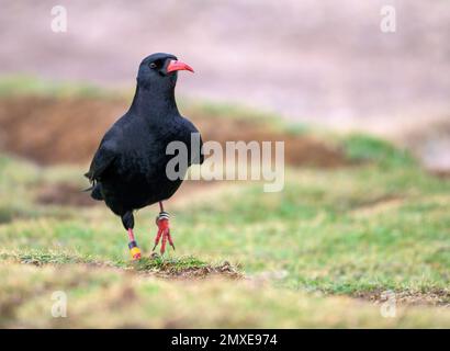 Cornish Choughs füttern sich auf der Klippe zwischen Lands End und Sennen Cove Stockfoto