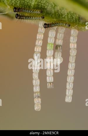 Eier und Raupen der Schmetterlingskarte Schmetterling, Araschnia levana, Insekt des Jahres 2023 in Deutschland, lange Reihen von Eiern Stockfoto