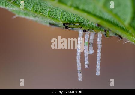 Eier und Raupen des Schmetterlingskarten-Schmetterlings, Araschnia levana Stockfoto