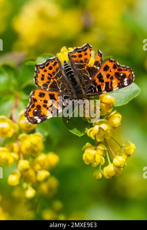 Karte Schmetterling, Araschnia Levana, Frühlingsfarbe, Frühlingsgeneration, Frühlingsform, Insekten des Jahres 2023 in Deutschland Stockfoto