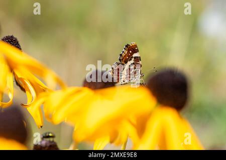 Karte Schmetterling, Araschnia Levana, Sommergeneration, Sommerfarbe, Sommerfarbe, Insekten des Jahres 2023 in Deutschland Stockfoto