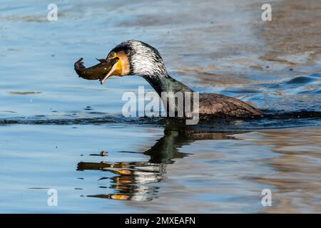 Madrid, Spanien. 02. Februar 2023. Ein großer Kormoran (Phalacrocorax Carbo), der einen Fisch isst, nachdem er in einem Teich gejagt wurde. Kredit: Marcos del Mazo/Alamy Live News Stockfoto