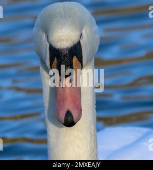 Das Stute Swan ist die größte Schwanenfamilie Großbritanniens. Sie haben den unverwechselbaren orangefarbenen Schnabel und einen großen fleischigen schwarzen Karbunkel auf dem Schnabel. Stockfoto