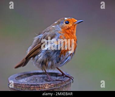 Botanical Gardens, Edinburgh, Schottland, Großbritannien. 3. Februar 2023 Im Bild: Robin mit einem ungepflegten Look ist zu einem Gesprächspunkt in sozialen Medien geworden. Der süße Vogel sieht aus, als wäre er gerade erst aus einem Vogelbad hervorgegangen, was seinen schmuddeligen Look verursacht, aber mehrere Bilder von verschiedenen Fotografen an verschiedenen Tagen zeigen, dass er jedes Mal das gleiche gefüllte Gefieder hat. Ein Poster, auf dem steht, dass der Robin aussieht, als wäre er durch eine Hecke nach hinten gezogen worden. Man geht davon aus, dass Erithacus rubecula nur eine kurze Lebensdauer von 13 Monaten hat. Kredit: Archwhite/alamy Live News. Stockfoto