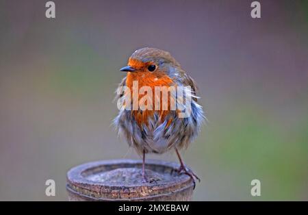 Botanical Gardens, Edinburgh, Schottland, Großbritannien. 3. Februar 2023 Abbildung: Wie ein Robin normalerweise aussieht, verglichen mit dem ungepflegten Aussehen seines Nachbarn, der zu einem Gesprächspunkt in den sozialen Medien geworden ist. Der süße Vogel sieht aus, als wäre er gerade erst aus einem Vogelbad hervorgegangen, was seinen schmuddeligen Look verursacht, aber mehrere Bilder von verschiedenen Fotografen an verschiedenen Tagen zeigen, dass er jedes Mal das gleiche gefüllte Gefieder hat. Ein Poster, auf dem steht, dass der Robin aussieht, als wäre er durch eine Hecke nach hinten gezogen worden. Man geht davon aus, dass Erithacus rubecula nur eine kurze Lebensdauer von 13 Monaten hat. Stockfoto