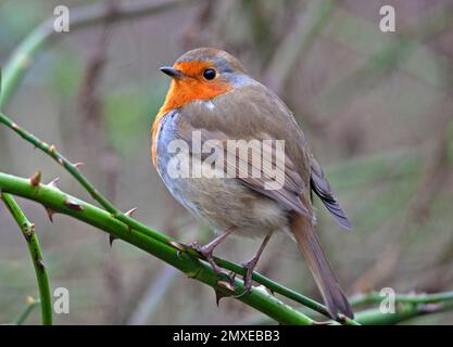 Botanical Gardens, Edinburgh, Schottland, Großbritannien. 3. Februar 2023 Abbildung: Wie ein Robin normalerweise aussieht, verglichen mit dem ungepflegten Aussehen seines Nachbarn, der zu einem Gesprächspunkt in den sozialen Medien geworden ist. Der süße Vogel sieht aus, als wäre er gerade erst aus einem Vogelbad hervorgegangen, was seinen schmuddeligen Look verursacht, aber mehrere Bilder von verschiedenen Fotografen an verschiedenen Tagen zeigen, dass er jedes Mal das gleiche gefüllte Gefieder hat. Ein Poster, auf dem steht, dass der Robin aussieht, als wäre er durch eine Hecke nach hinten gezogen worden. Man geht davon aus, dass Erithacus rubecula nur eine kurze Lebensdauer von 13 Monaten hat. Stockfoto