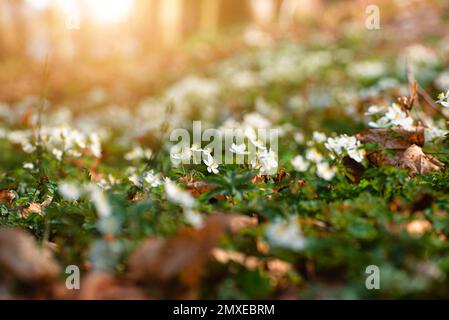 Blühende Schneeglöckchen Anemone blüht unter den Bäumen aus der Nähe Stockfoto