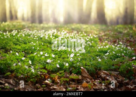 Blühende Schneetropfen Anemone Blumen unter den Bäumen Stockfoto