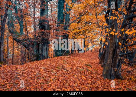 Wunderschöne Herbstlandschaft. Ruhige Morgenszene im Buchenwald. Farbenfrohe Herbstszene der Karpaten, Ukraine, Europa. Landschaftsfotografie. Stockfoto