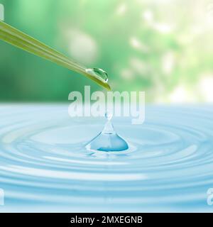 Wassertropfen fallen von der Grasklinge in Wasser an sonnigen Tagen, Schließung. Umweltschutz Stockfoto