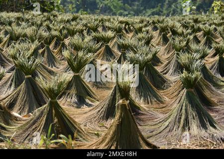 Blick auf Reisstrohhalme, die bei der Sonne auf einem Feld in der Nähe von Luang Prabang, Laos trocknen Stockfoto