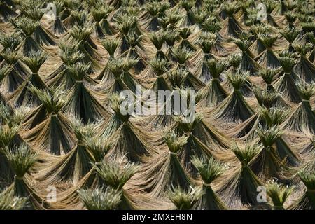 Blick auf Reisstrohhalme, die bei der Sonne auf einem Feld in der Nähe von Luang Prabang, Laos trocknen Stockfoto