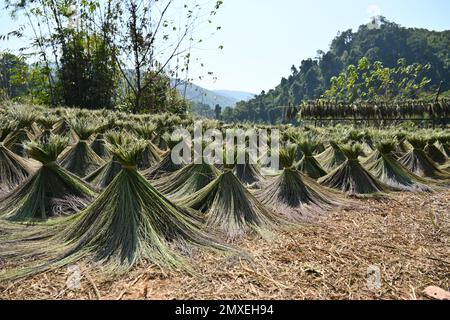 Blick auf Reisstrohhalme, die bei der Sonne auf einem Feld in der Nähe von Luang Prabang, Laos trocknen Stockfoto