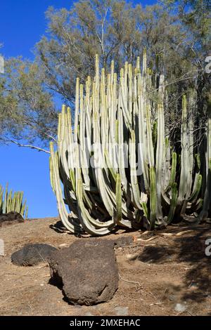 Euphorbia canariensis cactus, wild wachsender Euphorbia canariensis cactus auf den Kanarischen Inseln. Grüner Busch von Sukkulenten vor blauem Himmel. Heißes Wetter auf Vulkaninsel Stockfoto