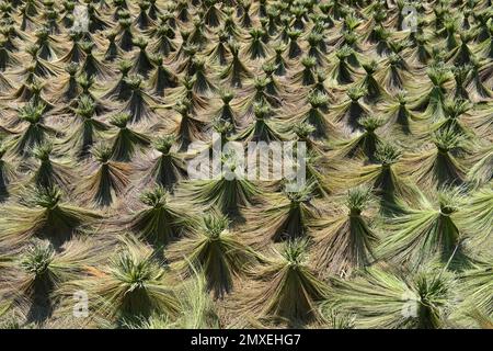 Blick auf Reisstrohhalme, die bei der Sonne auf einem Feld in der Nähe von Luang Prabang, Laos trocknen Stockfoto