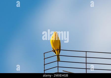 Kleiner, gelber Saffron Finch sitzt auf einer Antenne am blauen Himmel. Stockfoto